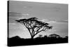 Silhouette of trees in a field, Ngorongoro Conservation Area, Arusha Region, Tanzania-null-Stretched Canvas