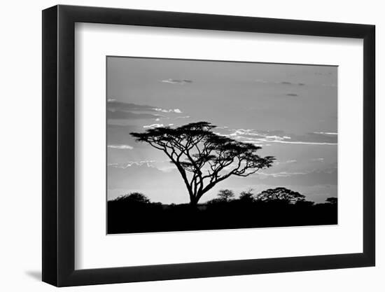 Silhouette of trees in a field, Ngorongoro Conservation Area, Arusha Region, Tanzania-null-Framed Photographic Print