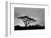 Silhouette of trees in a field, Ngorongoro Conservation Area, Arusha Region, Tanzania-null-Framed Photographic Print