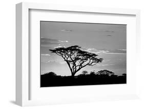 Silhouette of trees in a field, Ngorongoro Conservation Area, Arusha Region, Tanzania-null-Framed Photographic Print