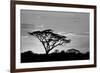 Silhouette of trees in a field, Ngorongoro Conservation Area, Arusha Region, Tanzania-null-Framed Photographic Print