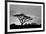 Silhouette of trees in a field, Ngorongoro Conservation Area, Arusha Region, Tanzania-null-Framed Photographic Print