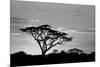 Silhouette of trees in a field, Ngorongoro Conservation Area, Arusha Region, Tanzania-null-Mounted Photographic Print