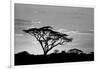 Silhouette of trees in a field, Ngorongoro Conservation Area, Arusha Region, Tanzania-null-Framed Photographic Print