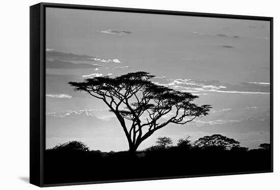 Silhouette of trees in a field, Ngorongoro Conservation Area, Arusha Region, Tanzania-null-Framed Stretched Canvas