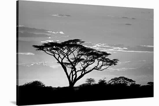 Silhouette of trees in a field, Ngorongoro Conservation Area, Arusha Region, Tanzania-null-Stretched Canvas