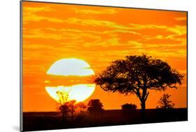 Silhouette of Trees in Forest at Dusk, Ndutu, Ngorongoro Conservation Area, Tanzania-null-Mounted Photographic Print