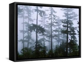 Silhouette of Trees with Fog in the Forest, Douglas Fir, Hemlock Tree, Olympic Mountains-null-Framed Stretched Canvas
