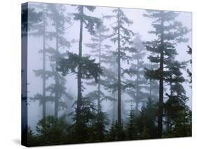 Silhouette of Trees with Fog in the Forest, Douglas Fir, Hemlock Tree, Olympic Mountains-null-Stretched Canvas