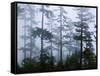 Silhouette of Trees with Fog in the Forest, Douglas Fir, Hemlock Tree, Olympic Mountains-null-Framed Stretched Canvas