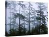 Silhouette of Trees with Fog in the Forest, Douglas Fir, Hemlock Tree, Olympic Mountains-null-Stretched Canvas