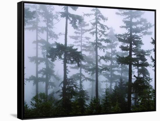 Silhouette of Trees with Fog in the Forest, Douglas Fir, Hemlock Tree, Olympic Mountains-null-Framed Stretched Canvas