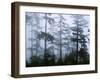 Silhouette of Trees with Fog in the Forest, Douglas Fir, Hemlock Tree, Olympic Mountains-null-Framed Premium Photographic Print