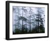 Silhouette of Trees with Fog in the Forest, Douglas Fir, Hemlock Tree, Olympic Mountains-null-Framed Premium Photographic Print
