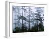 Silhouette of Trees with Fog in the Forest, Douglas Fir, Hemlock Tree, Olympic Mountains-null-Framed Premium Photographic Print