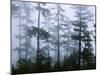 Silhouette of Trees with Fog in the Forest, Douglas Fir, Hemlock Tree, Olympic Mountains-null-Mounted Premium Photographic Print