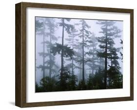 Silhouette of Trees with Fog in the Forest, Douglas Fir, Hemlock Tree, Olympic Mountains-null-Framed Photographic Print