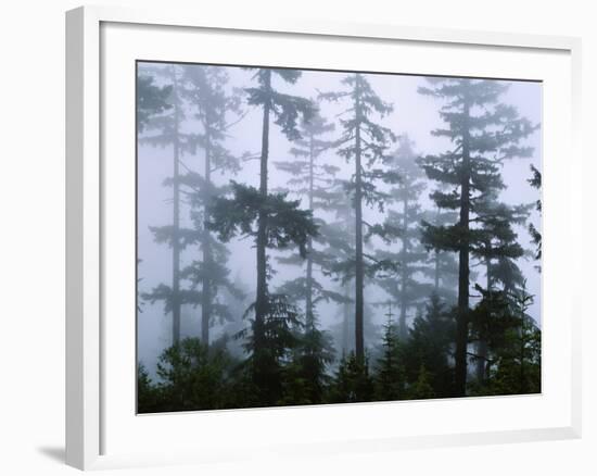 Silhouette of Trees with Fog in the Forest, Douglas Fir, Hemlock Tree, Olympic Mountains-null-Framed Photographic Print