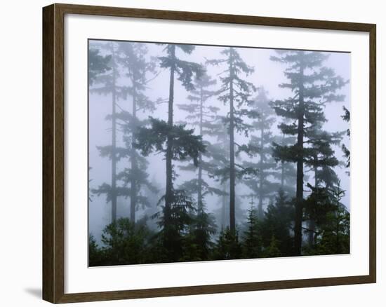 Silhouette of Trees with Fog in the Forest, Douglas Fir, Hemlock Tree, Olympic Mountains-null-Framed Photographic Print