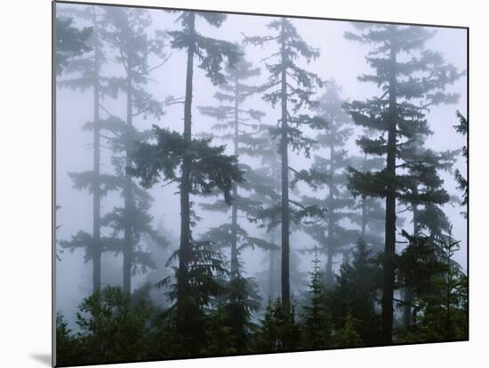 Silhouette of Trees with Fog in the Forest, Douglas Fir, Hemlock Tree, Olympic Mountains-null-Mounted Photographic Print