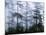 Silhouette of Trees with Fog in the Forest, Douglas Fir, Hemlock Tree, Olympic Mountains-null-Mounted Photographic Print