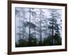 Silhouette of Trees with Fog in the Forest, Douglas Fir, Hemlock Tree, Olympic Mountains-null-Framed Photographic Print