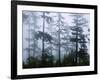 Silhouette of Trees with Fog in the Forest, Douglas Fir, Hemlock Tree, Olympic Mountains-null-Framed Photographic Print