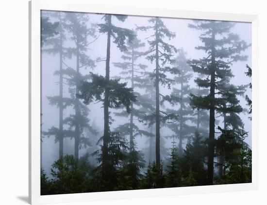 Silhouette of Trees with Fog in the Forest, Douglas Fir, Hemlock Tree, Olympic Mountains-null-Framed Photographic Print