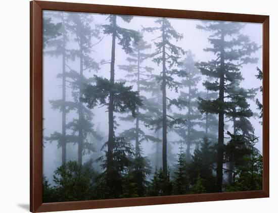 Silhouette of Trees with Fog in the Forest, Douglas Fir, Hemlock Tree, Olympic Mountains-null-Framed Photographic Print