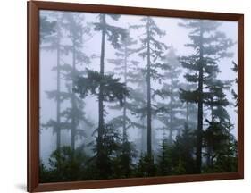 Silhouette of Trees with Fog in the Forest, Douglas Fir, Hemlock Tree, Olympic Mountains-null-Framed Photographic Print