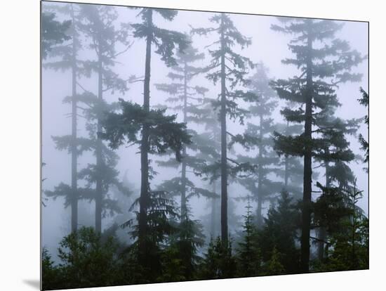 Silhouette of Trees with Fog in the Forest, Douglas Fir, Hemlock Tree, Olympic Mountains-null-Mounted Photographic Print