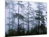 Silhouette of Trees with Fog in the Forest, Douglas Fir, Hemlock Tree, Olympic Mountains-null-Mounted Photographic Print