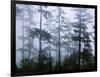 Silhouette of Trees with Fog in the Forest, Douglas Fir, Hemlock Tree, Olympic Mountains-null-Framed Photographic Print