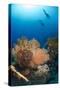 Silhouette of Two Scuba Divers Above Coral Reef-Mark Doherty-Stretched Canvas