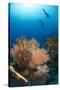 Silhouette of Two Scuba Divers Above Coral Reef-Mark Doherty-Stretched Canvas