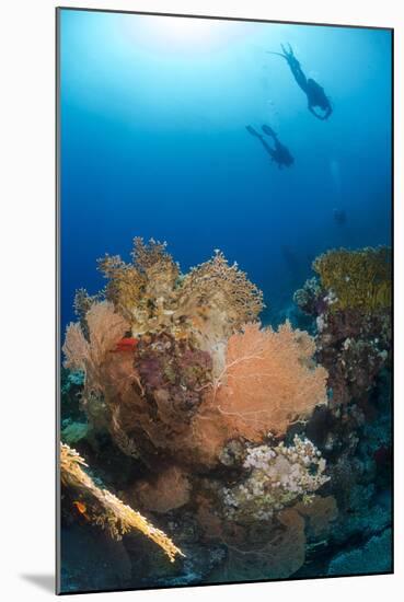 Silhouette of Two Scuba Divers Above Coral Reef-Mark Doherty-Mounted Photographic Print