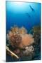 Silhouette of Two Scuba Divers Above Coral Reef-Mark Doherty-Mounted Photographic Print