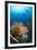 Silhouette of Two Scuba Divers Above Coral Reef-Mark Doherty-Framed Photographic Print