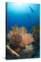 Silhouette of Two Scuba Divers Above Coral Reef-Mark Doherty-Stretched Canvas