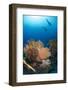 Silhouette of Two Scuba Divers Above Coral Reef-Mark Doherty-Framed Photographic Print