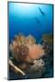 Silhouette of Two Scuba Divers Above Coral Reef-Mark Doherty-Mounted Photographic Print