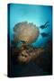 Silhouette of Two Scuba Divers Above Table Coral-Mark Doherty-Stretched Canvas