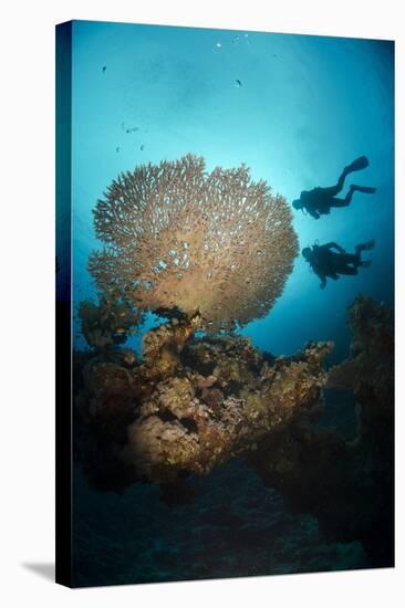 Silhouette of Two Scuba Divers Above Table Coral-Mark Doherty-Stretched Canvas