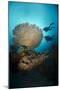 Silhouette of Two Scuba Divers Above Table Coral-Mark Doherty-Mounted Photographic Print