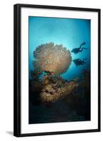 Silhouette of Two Scuba Divers Above Table Coral-Mark Doherty-Framed Photographic Print