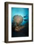 Silhouette of Two Scuba Divers Above Table Coral-Mark Doherty-Framed Photographic Print