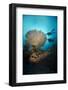 Silhouette of Two Scuba Divers Above Table Coral-Mark Doherty-Framed Photographic Print