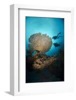 Silhouette of Two Scuba Divers Above Table Coral-Mark Doherty-Framed Photographic Print