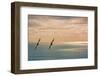 Silhouette of Two Seagulls in Flight-null-Framed Photographic Print