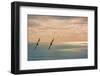 Silhouette of Two Seagulls in Flight-null-Framed Photographic Print